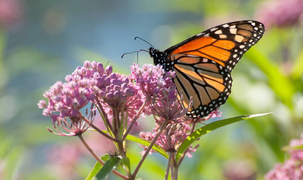 papillon monarque asclépiade