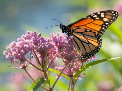 A Discover 11 Beautiful Butterflies That Live in Texas