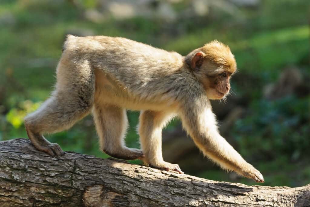 Un jeune macaque de barbarie marchant le long d'une branche d'arbre