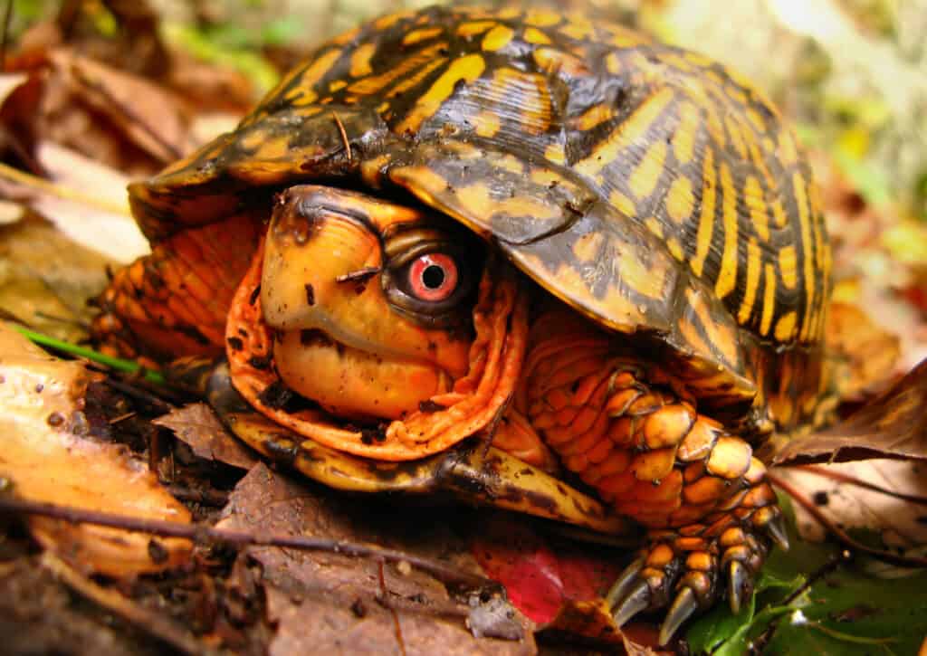 An Eastern box turtle, with its dark brown shell and yellow markings