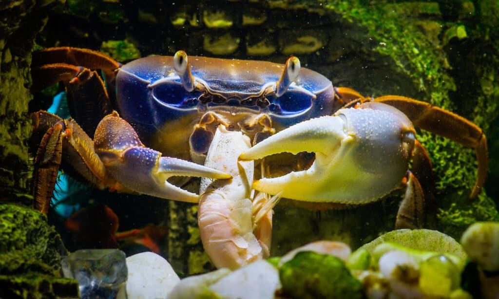 Crab eating a shrimp underwater. The crab fishing license in Texas falls under the crab and ghost shrimp regulations.