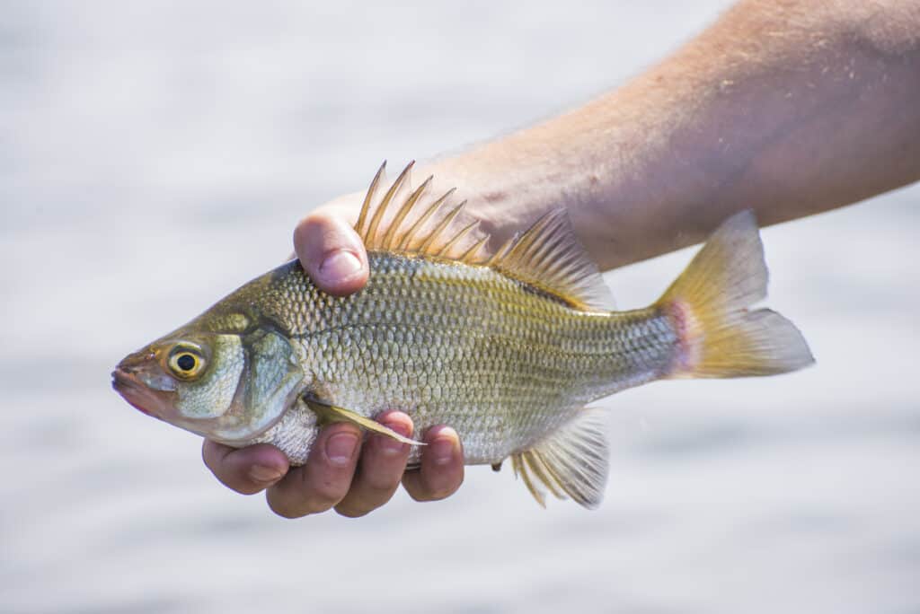 Freshwater drum are large freshwater fish