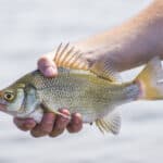 Freshwater drum