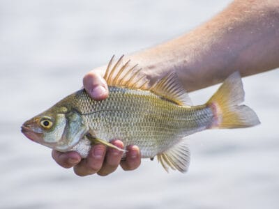 A Freshwater Drum