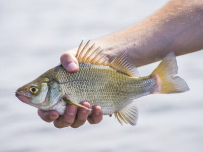 A Aplodinotus grunniens