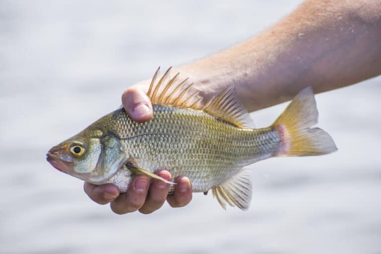 Freshwater drum are large freshwater fish