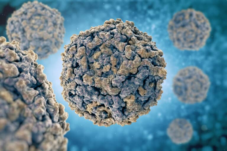 parvovirus
