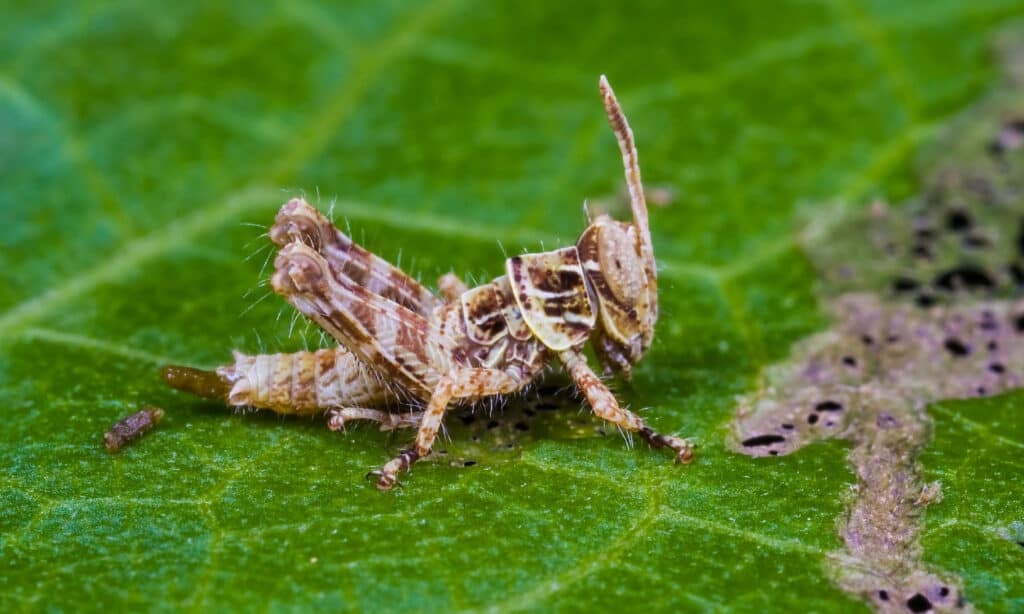 grasshopper poop