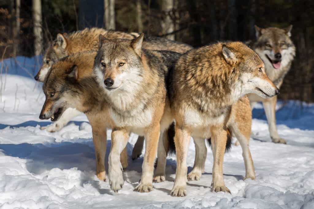 12 Animals That Live and Travel in Packs - AZ Animals