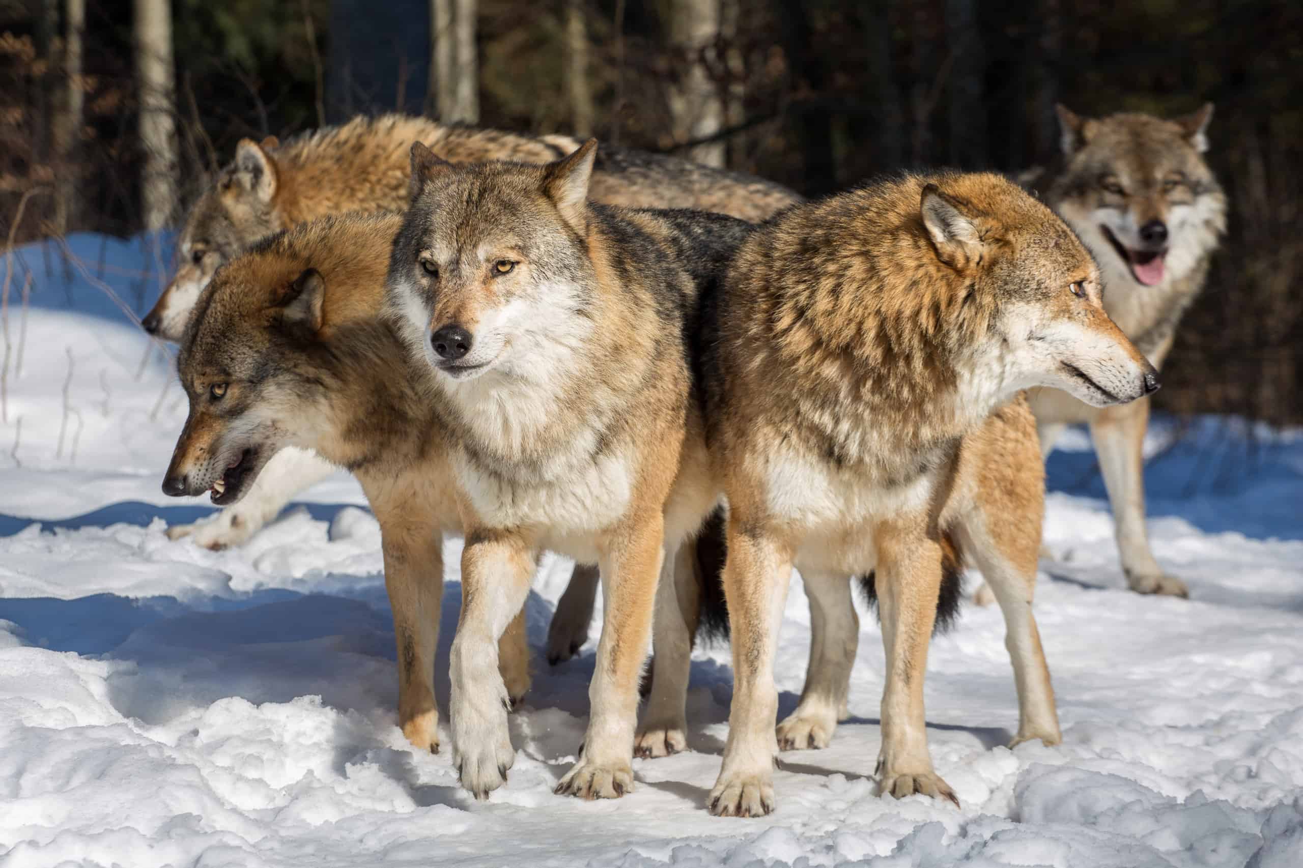 фото группа волков