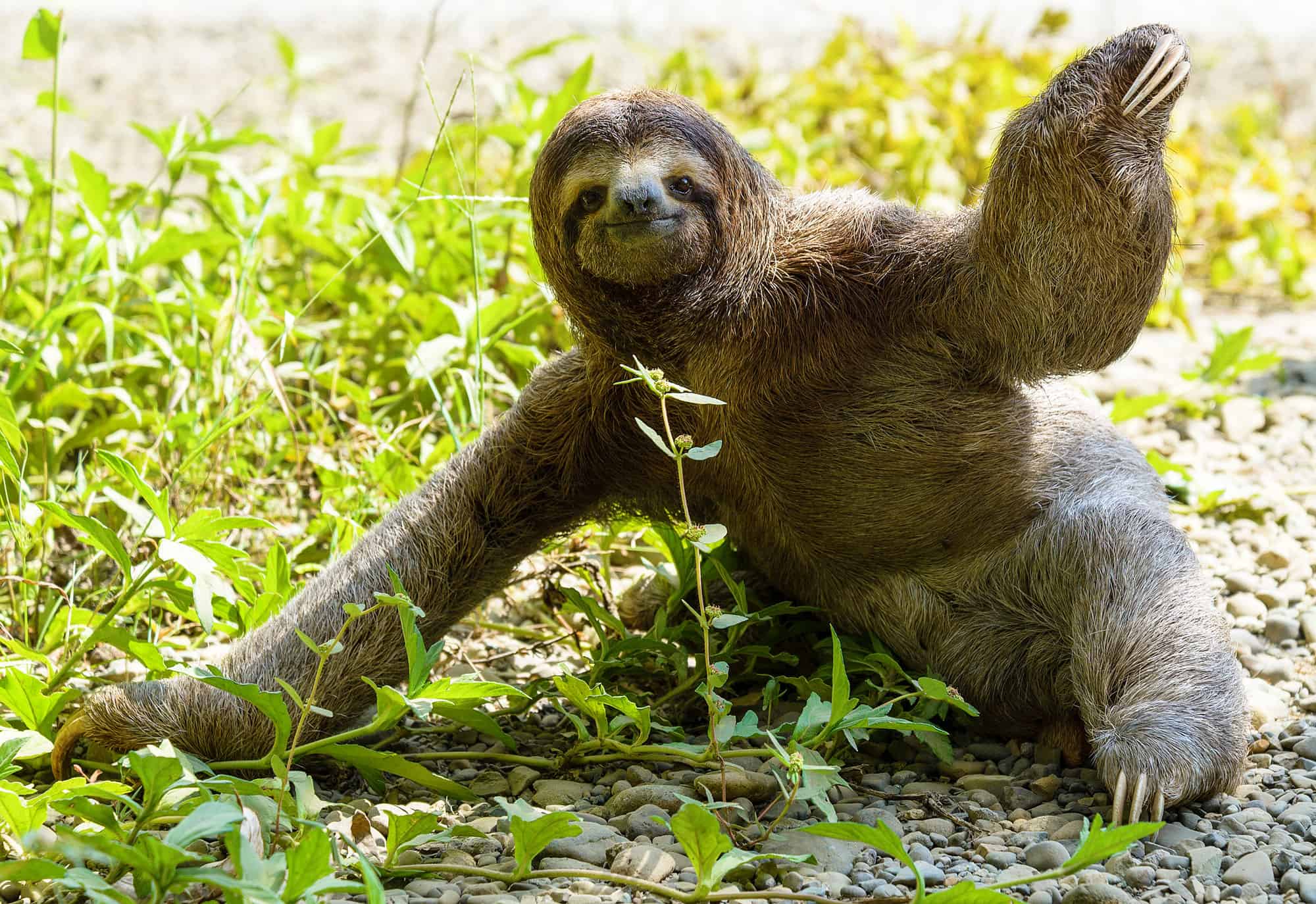 sloth sitting on ground