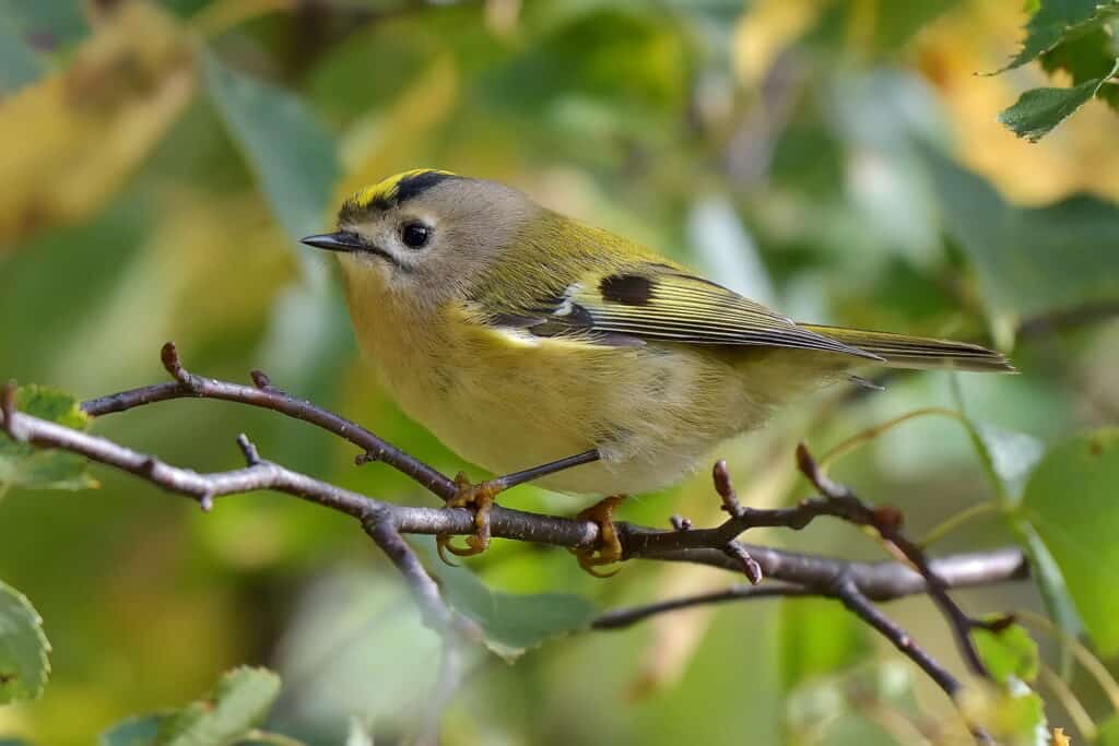 Golden-crowned kinglet perched on a branch