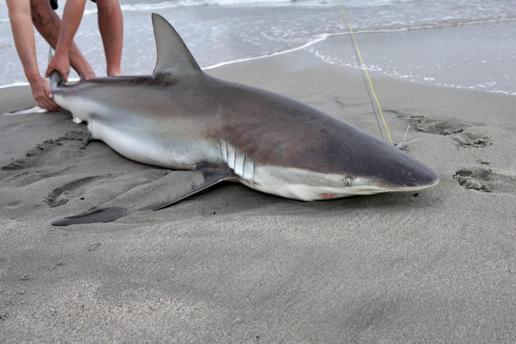 beached shark