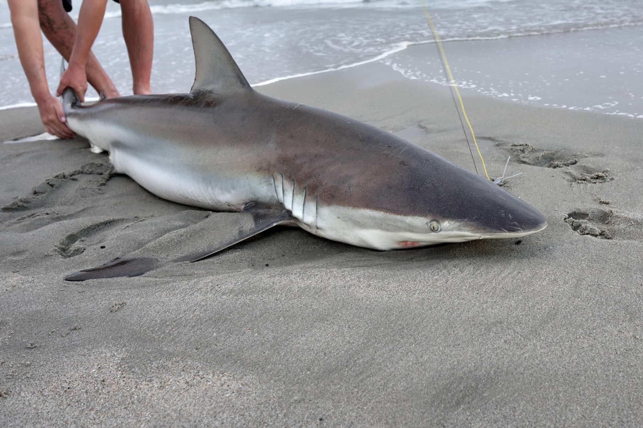 See a Huge Great White Shark Beached in the Low Tides of Cape Cod AZ