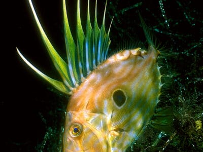 A John Dory