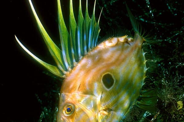 John Dory are oval-shaped, but when they turn to the side, they almost disappear because they are laterally compressed.