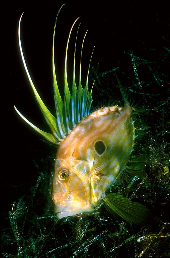 John Dory swimming against a black background