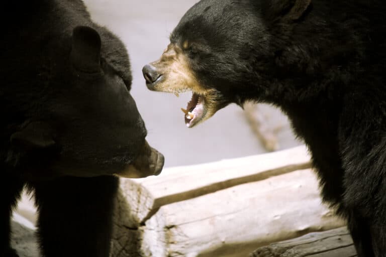 bears
