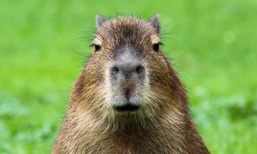 capybara