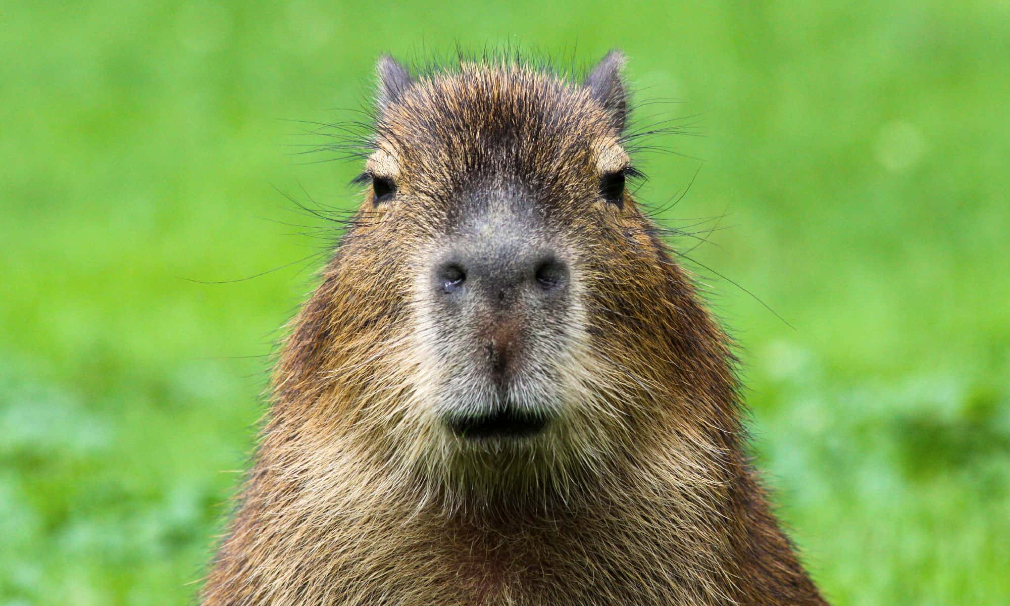 Are Capybaras Friendly or Dangerous? - AZ Animals