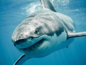 Watch as a Hawaii Diver Swims Alongside the Largest Great White Shark Ever Recorded photo
