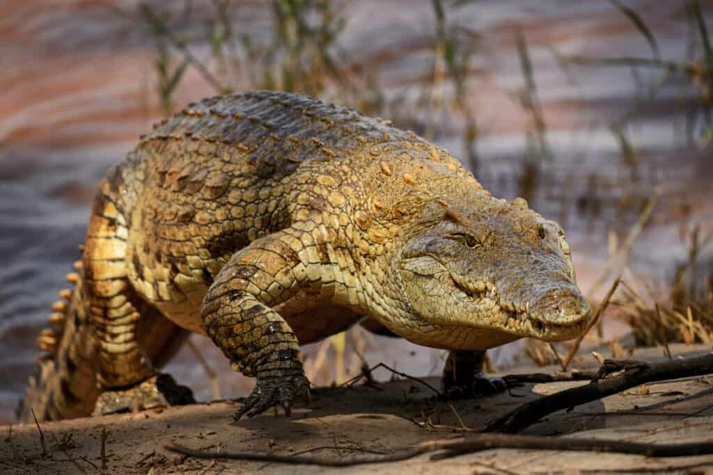 Discover the Incredible Desert Crocodiles that Live in the Sahara