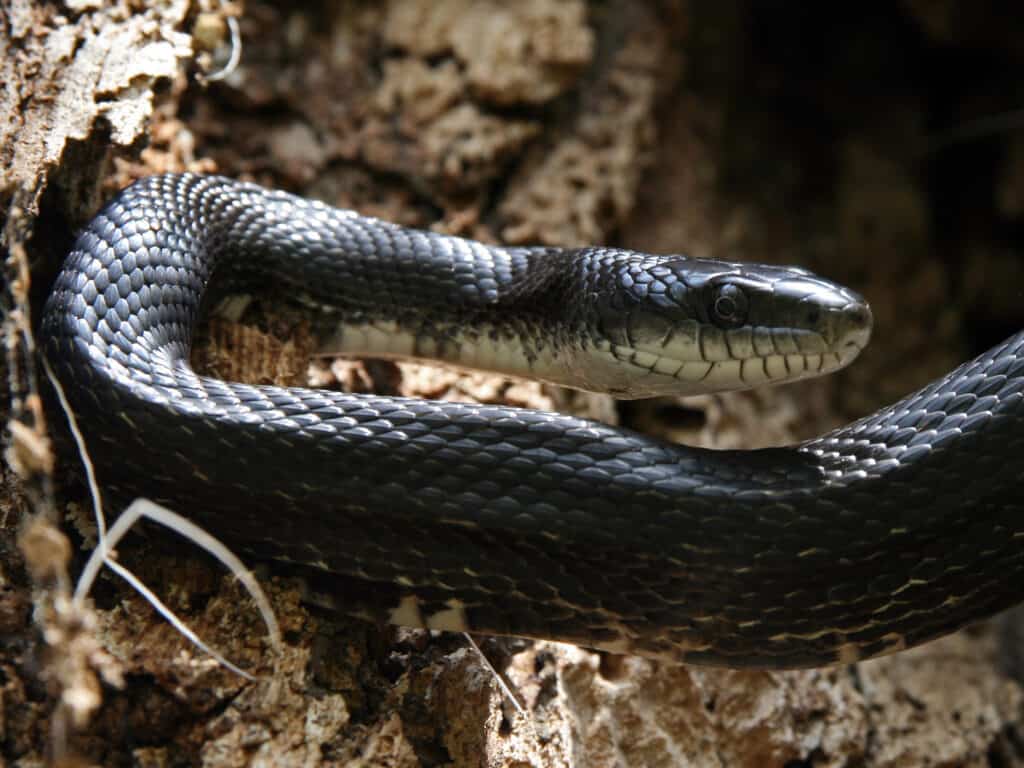 Terrifying moment huge black snake slithers its way up through