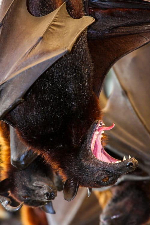 fruit bat