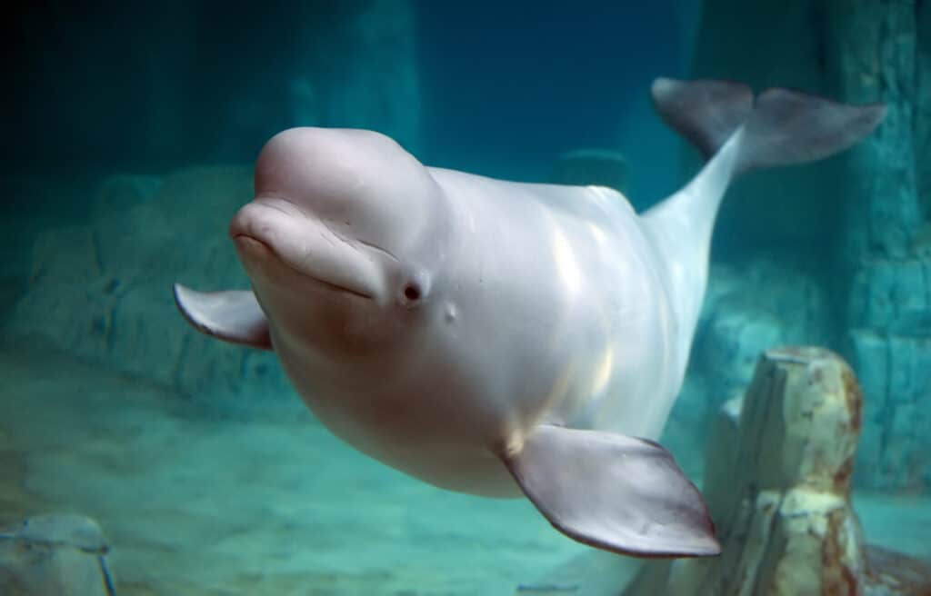 baby beluga whale