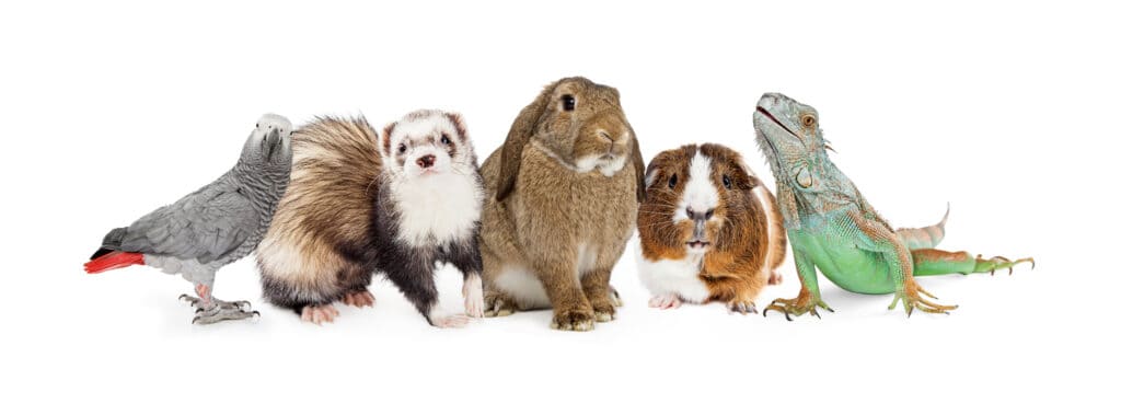 Exotic pets against a white background