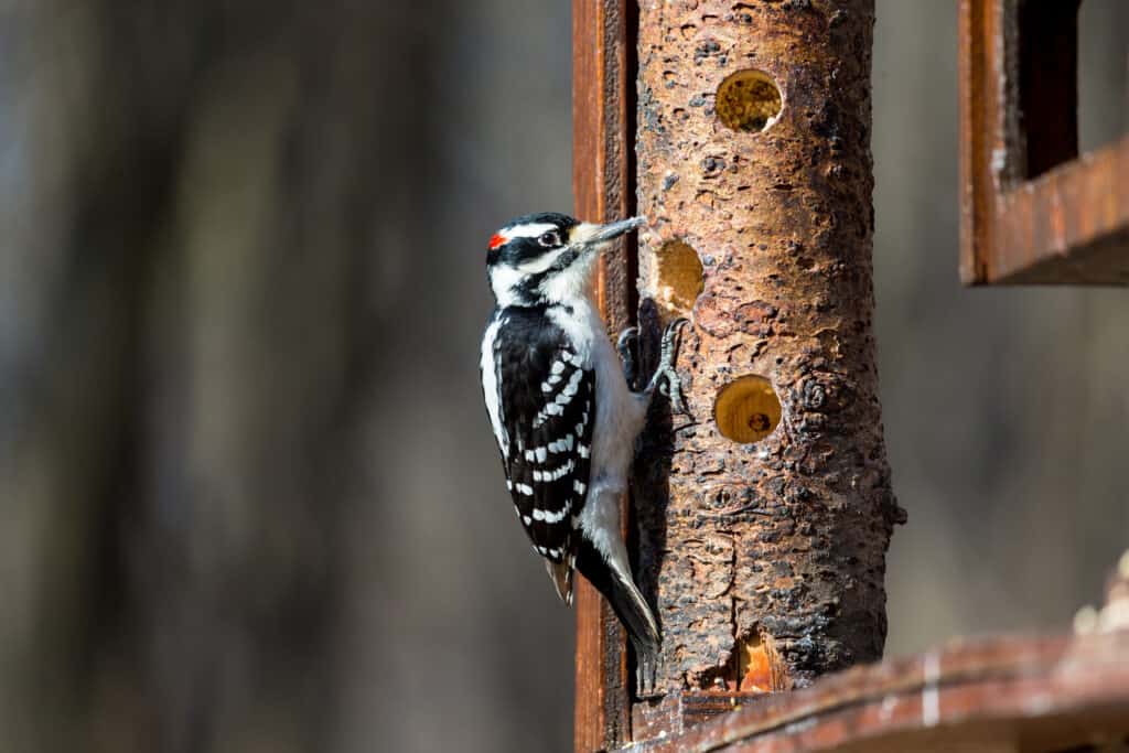 A male hairy woodpecker feeding at a man-made feeder