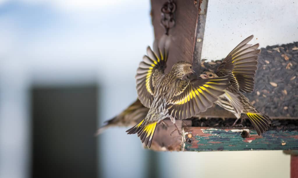 Pine siskins with wings spread compete for food at a bird feeder