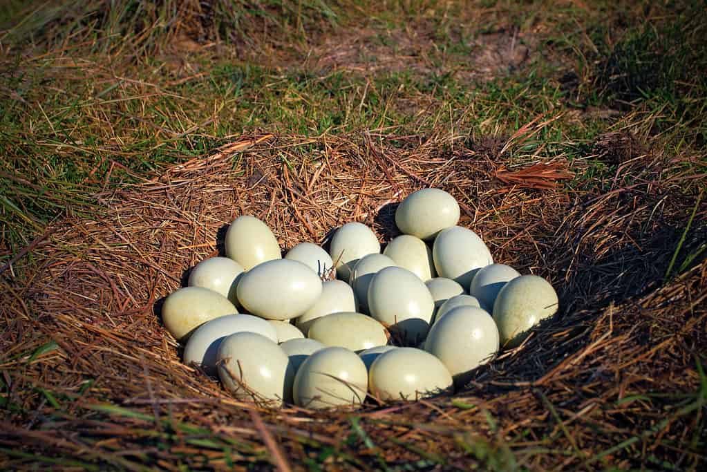 Greater Rhea nest on the ground with many eggs.