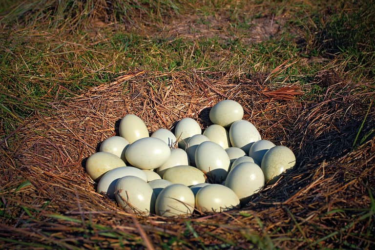 Greater Rhea nest on the ground with many eggs.