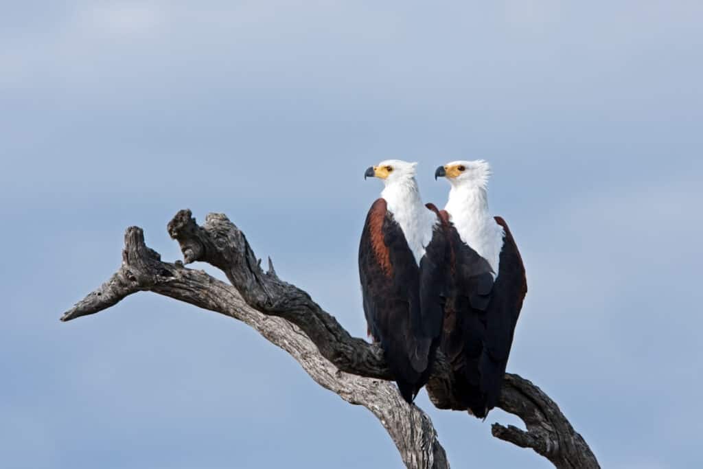 African Fish Eagle Bird Facts  Haliaeetus Vocifer - AZ Animals