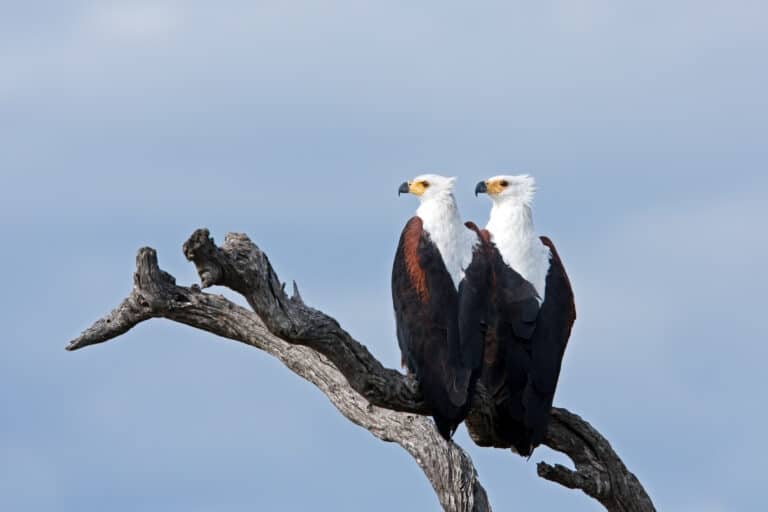 Pair of African fish eagles perched on a branch