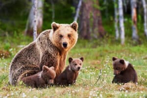Proud Mama Bear Brings Adorable Cubs By To Say Hello photo
