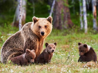 A Proud Mama Bear Brings Adorable Cubs By To Say Hello