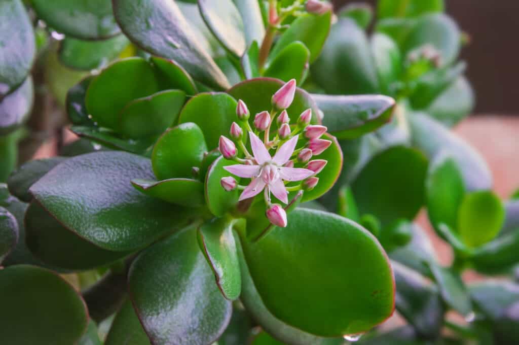 Elephant Bush vs Jade Plant: What Are The Differences? - A-Z Animals