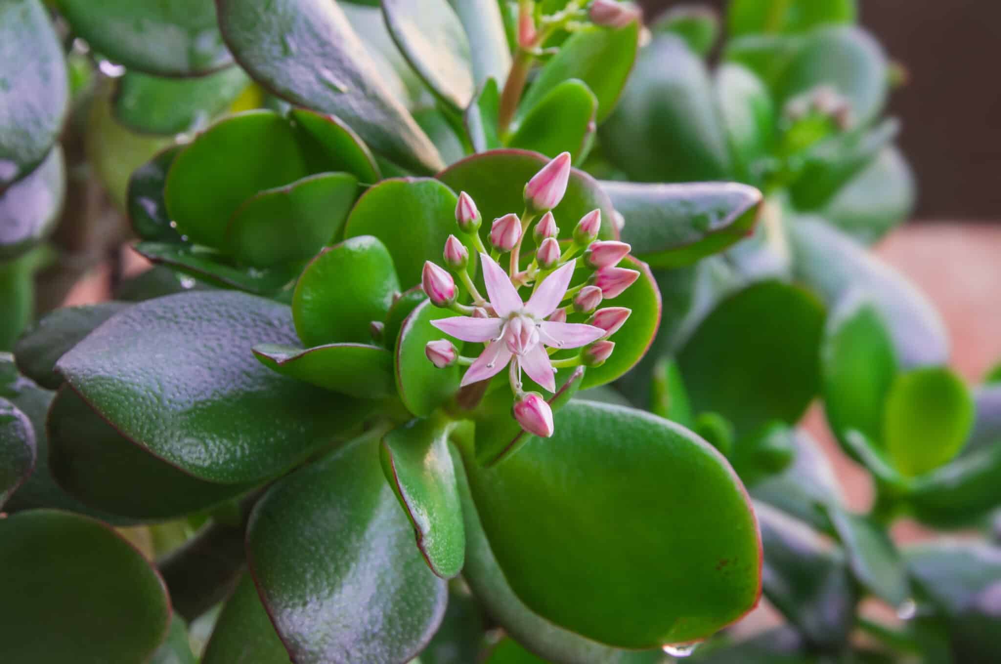 Elephant Bush vs Jade Plant: What Are The Differences? - Wiki Point