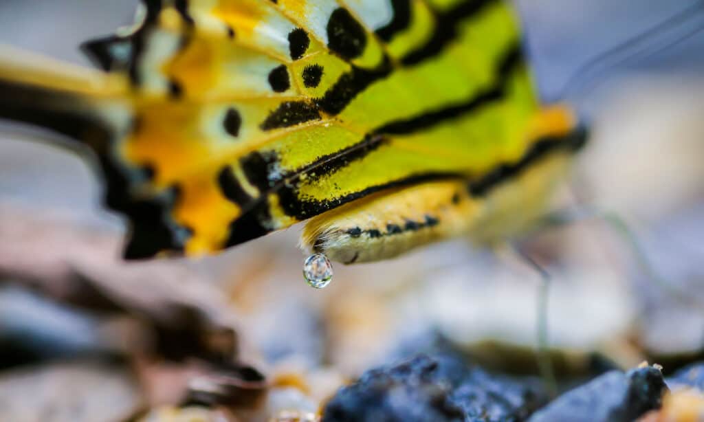 What Does Butterfly Poop Look Like  