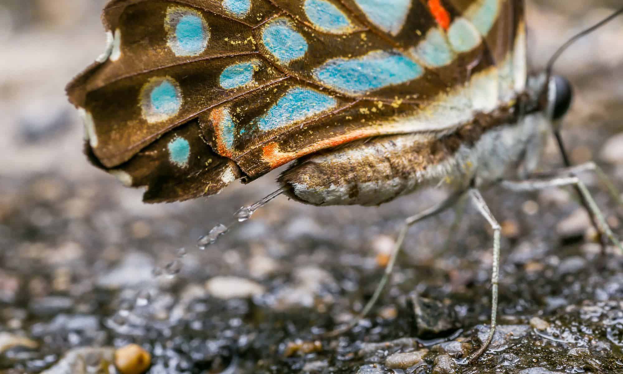 Butterfly poop