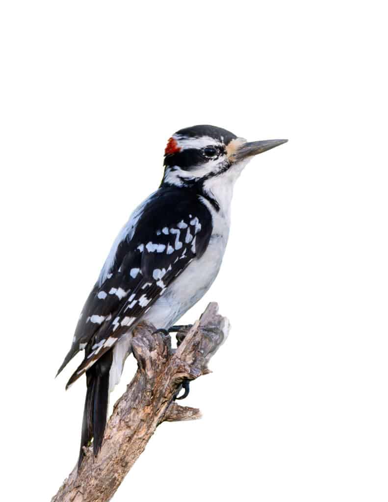 Male hairy woodpecker standing on the end of a branch against a white background