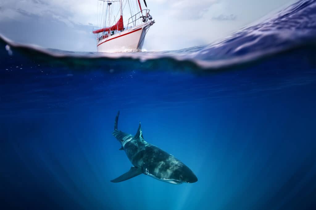 great white shark under boat