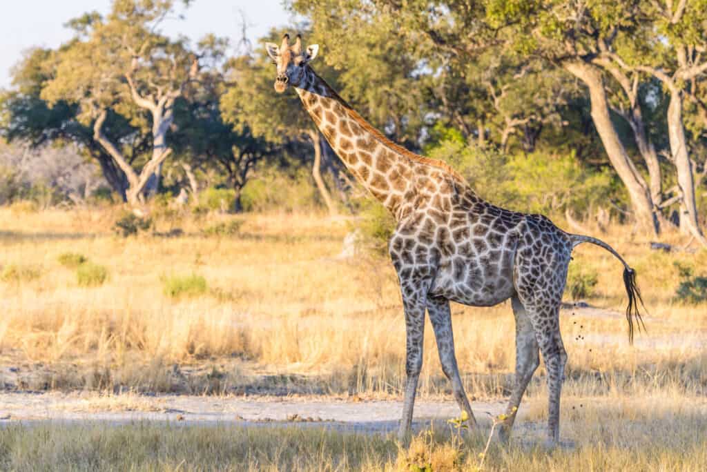 Giraffe poop