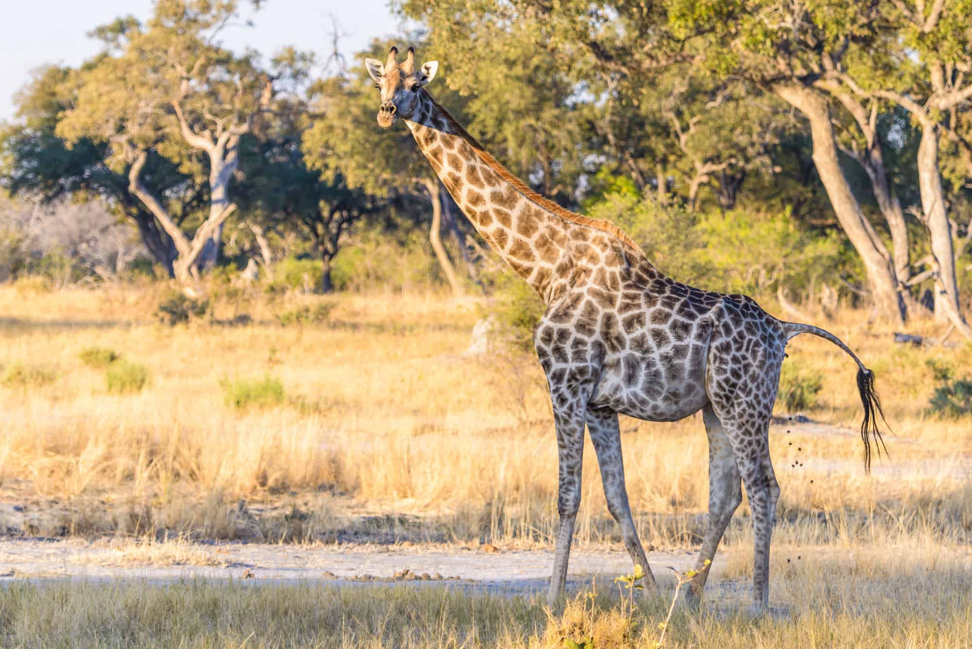 Giraffe Poop: Everything You've Ever Wanted to Know - A-Z Animals