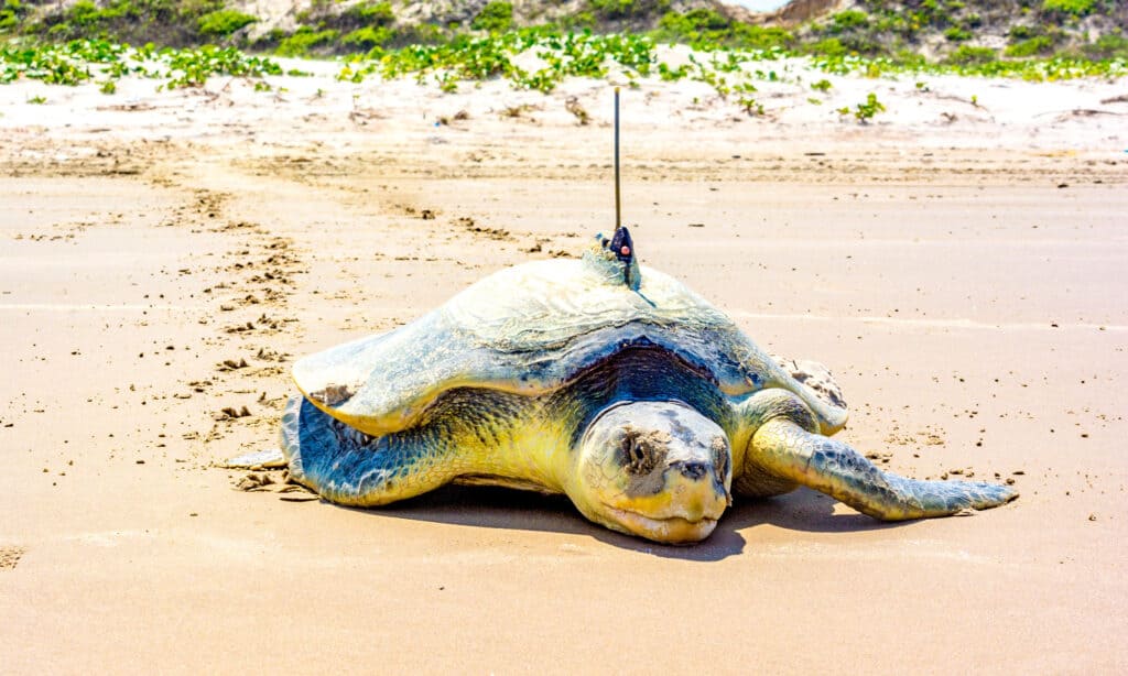 A Kemp ridley sea turtle on the shores of a beach. 