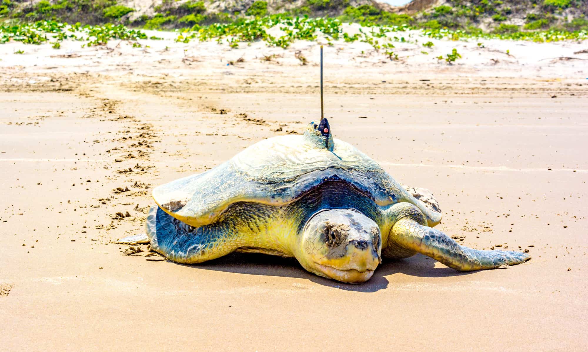 Turtle left 90. Kemp’s Ridley Sea Turtle. Padre Island National Seashore.