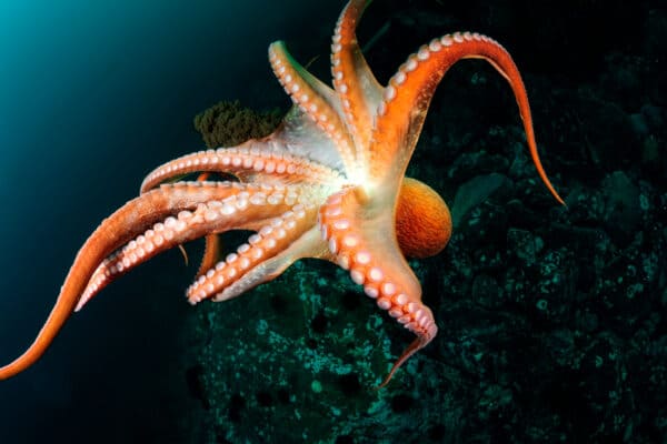 what-is-a-group-of-octopuses-called-a-z-animals