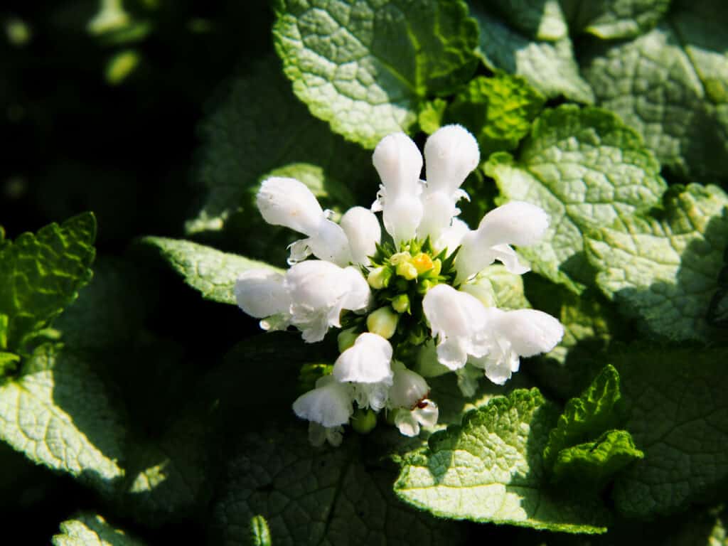 Lamium Maculatum or white nancy